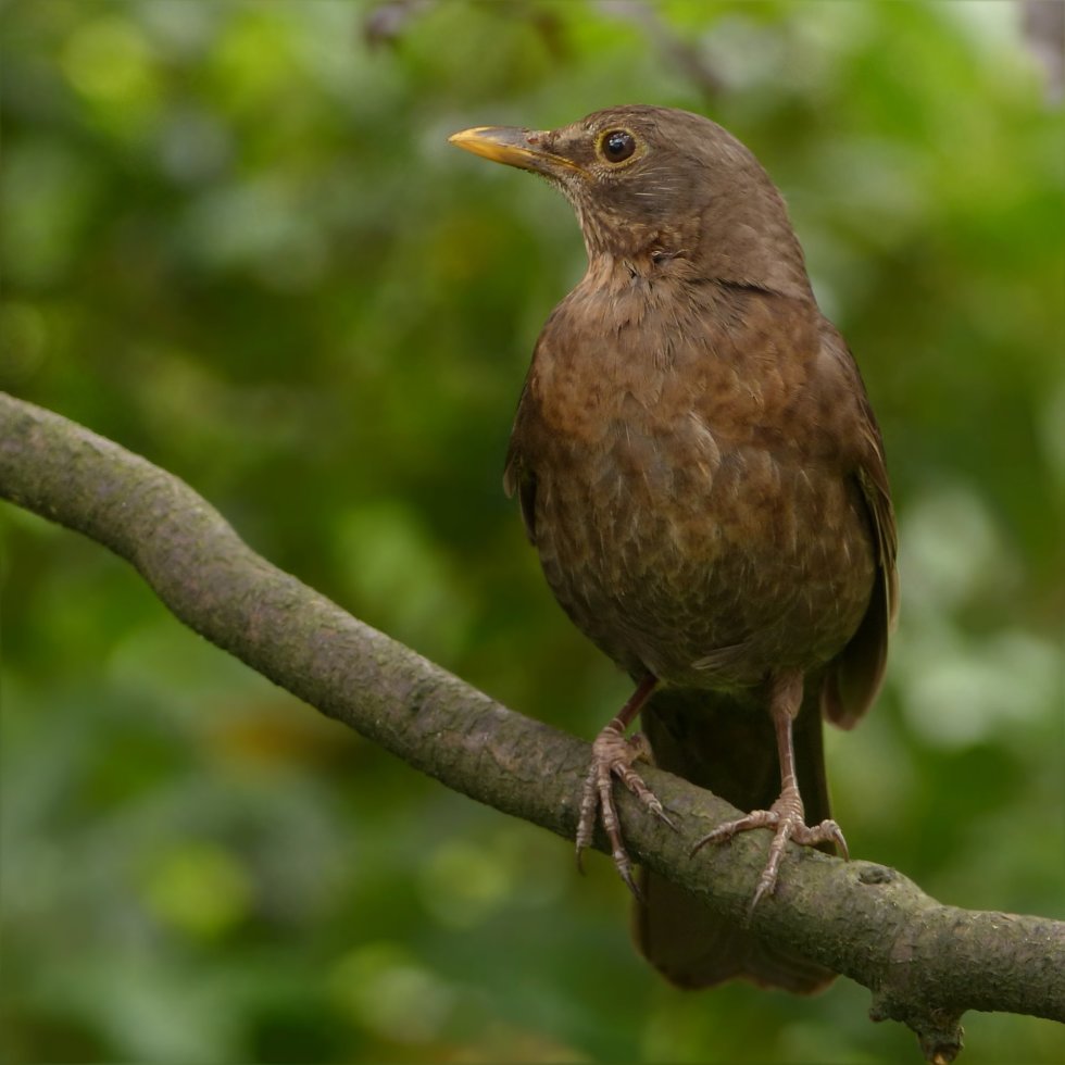 Amsel Color Amsel - heimische-voegel.de