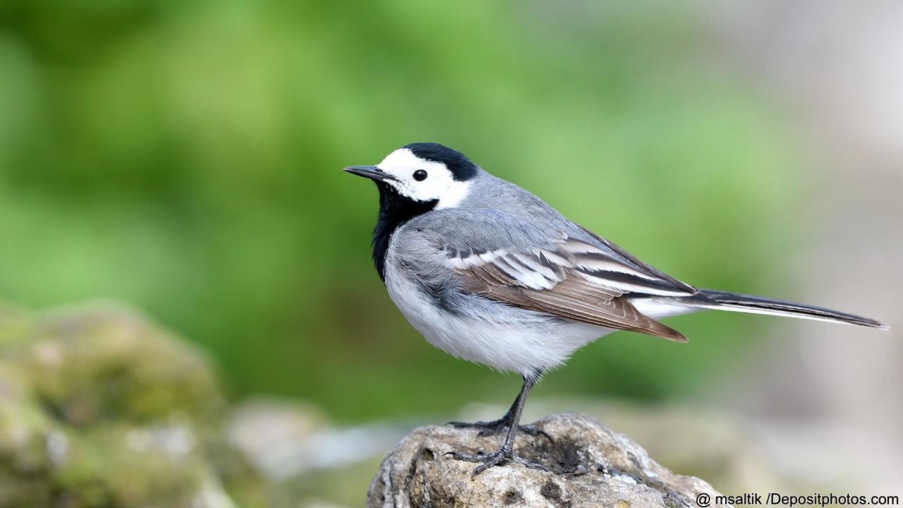 Bachstelze Faszinierende Fakten über den eleganten Vogel