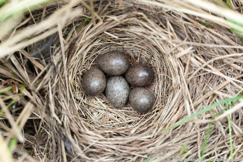 Baumpieper Nest mit Eiern