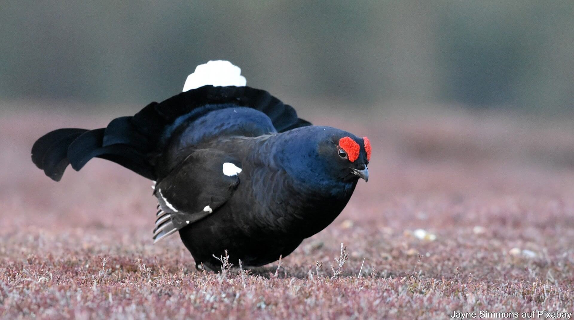 Birkhuhn Spannende Einblicke ber F r Den Bedrohten Vogel