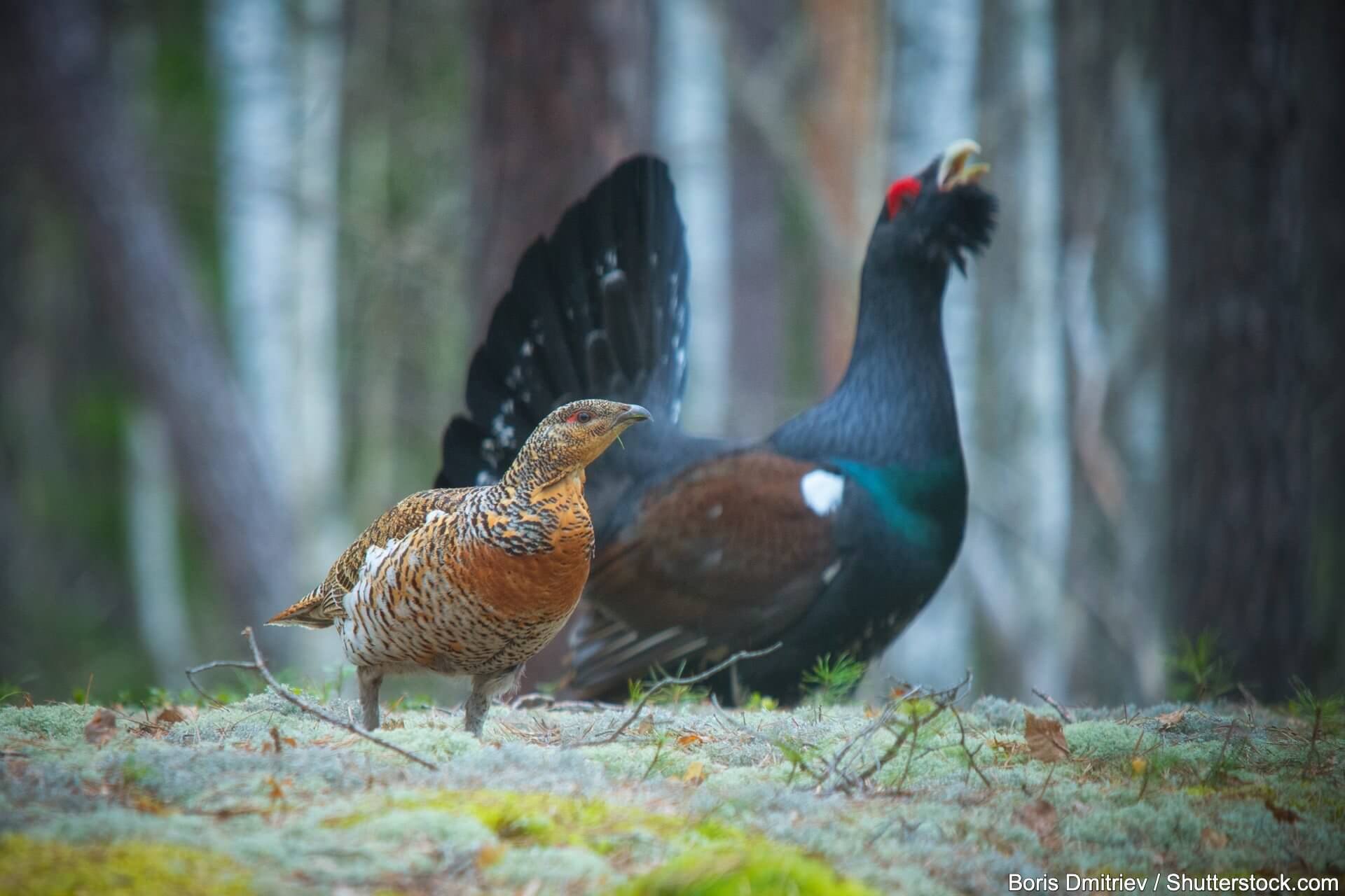 Birkhuhn Spannende Einblicke ber F r Den Bedrohten Vogel