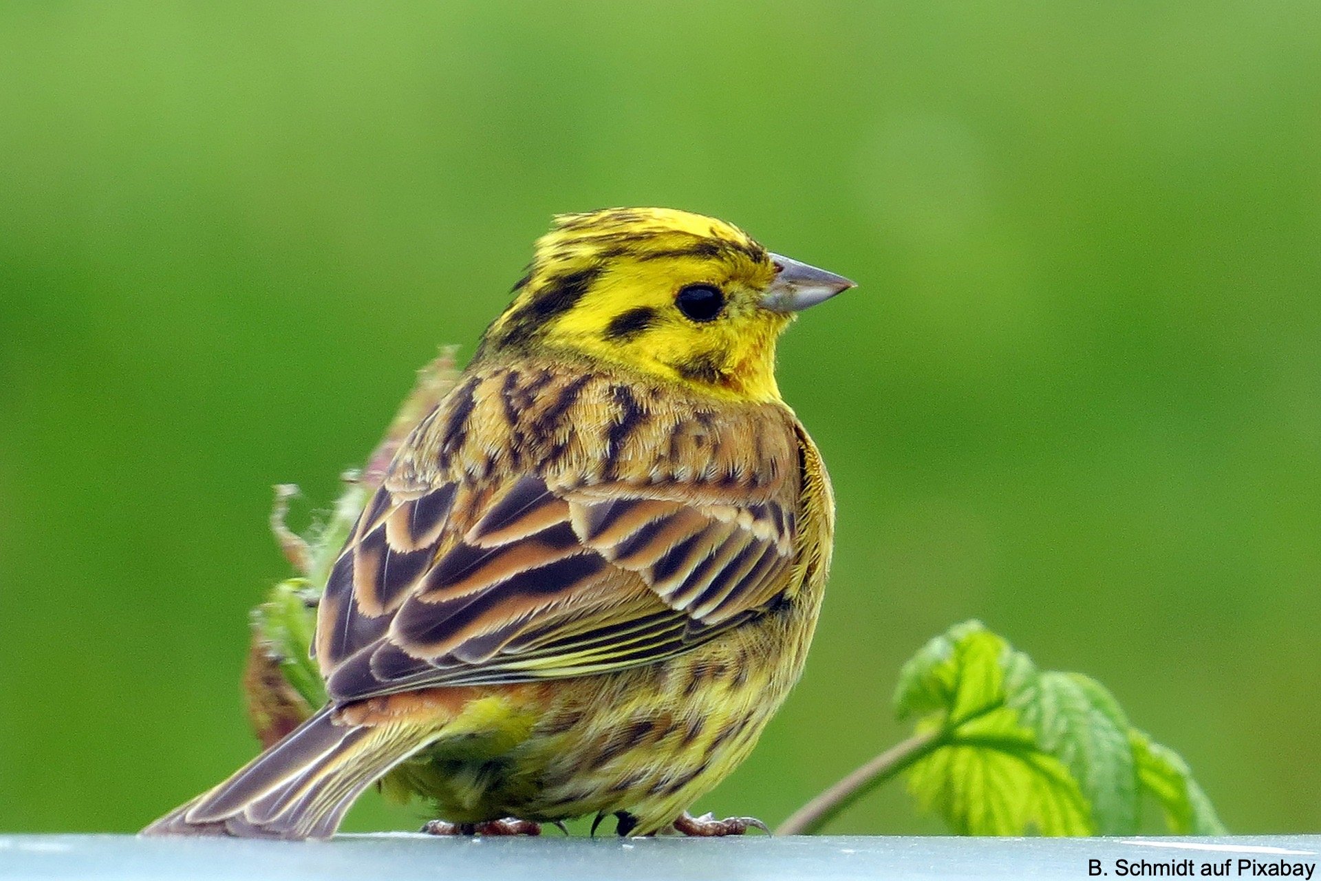 Goldammer Alles Wissenswerte ber Den Gelben Singvogel
