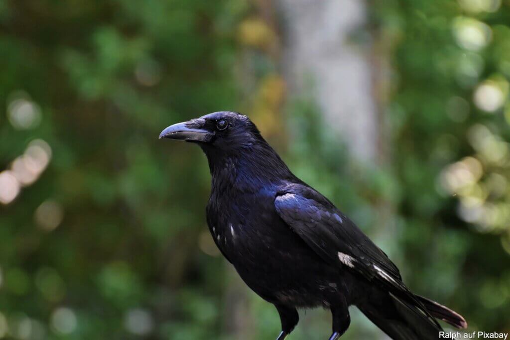 Kolkraben (Corvus corax)
