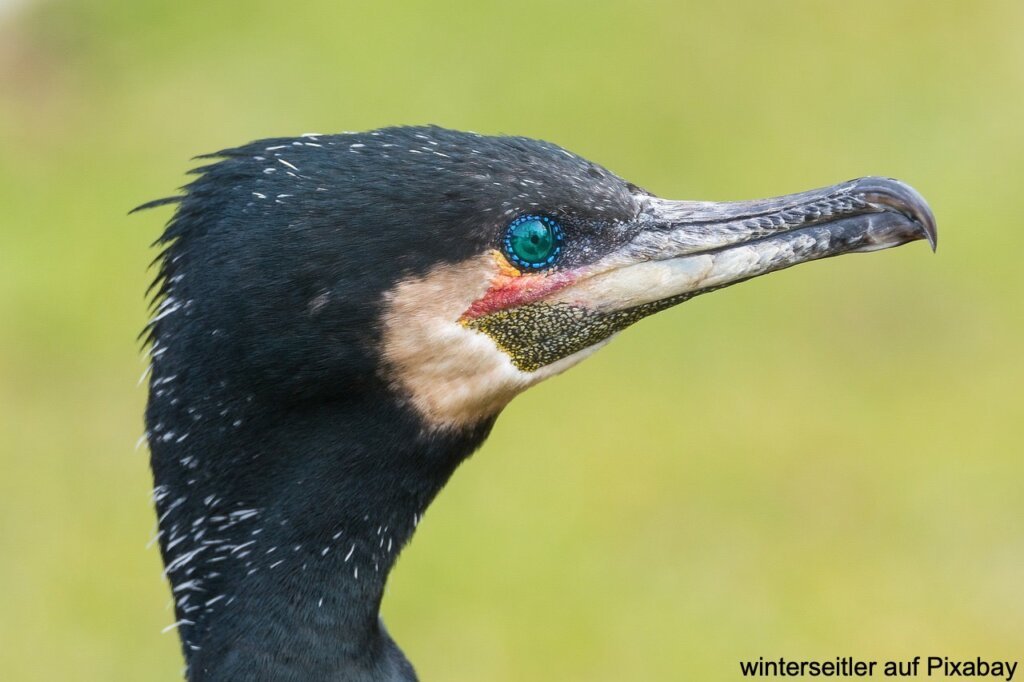 Kormoran Kopf