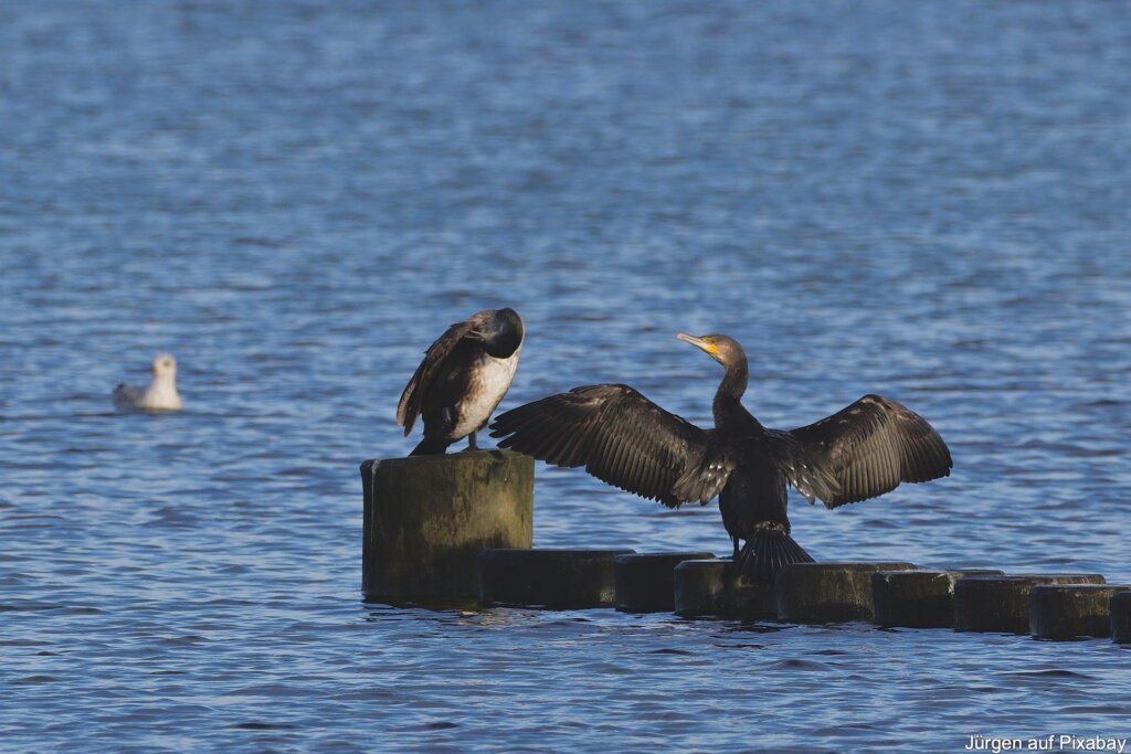 Kormoran (Phalacrocorax carbo)