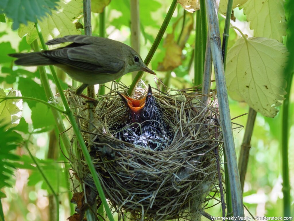 Kuckuck im Nest eines Sumpfrohrsänger