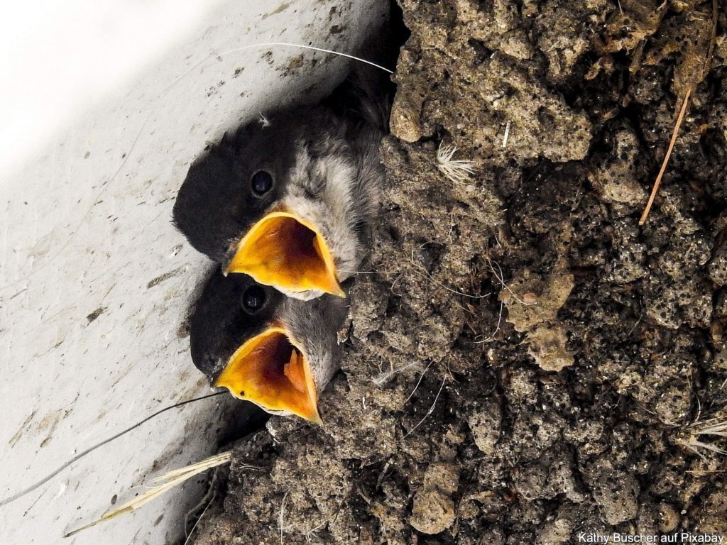 Mehlschwalbe Kücken im Nest