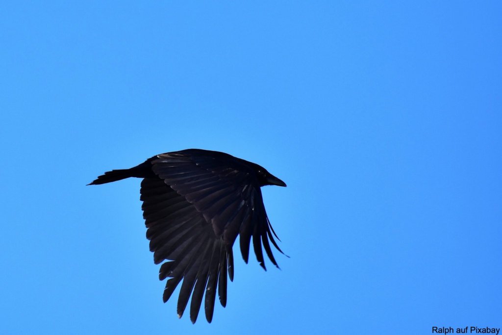 Rabenkrähe Aaskrähe (Corvus corone)