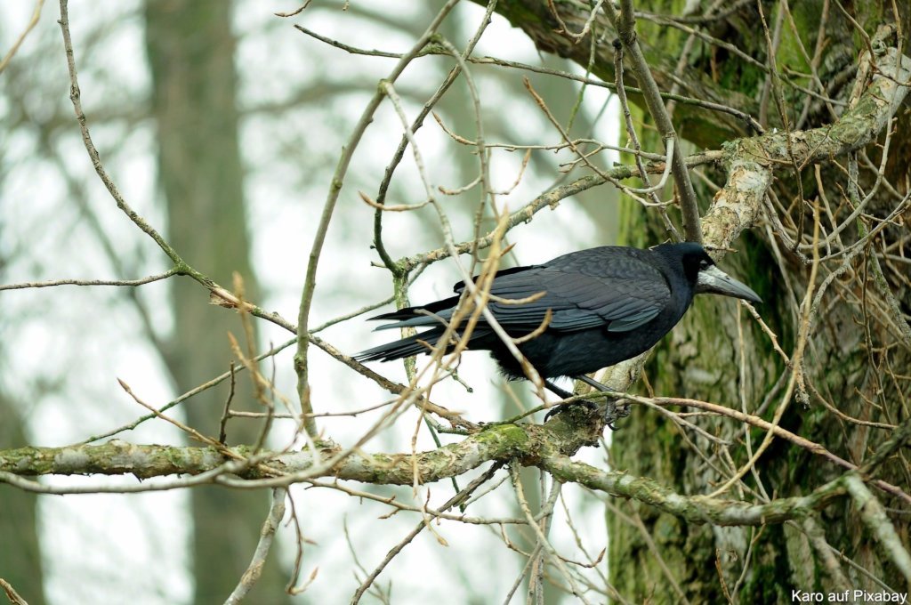 Saatkrähe (Corvus frugilegus)