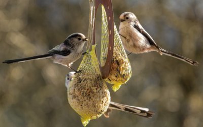 Für welche Vögel sind Meisenknödel geeignet?